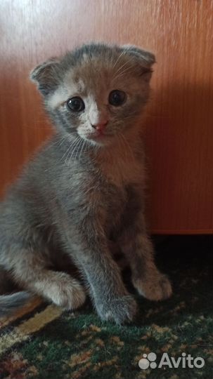 Котёнок девочка, метис