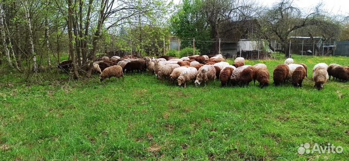 Овцы и Бараны