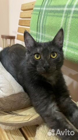 Кот в добрые руки