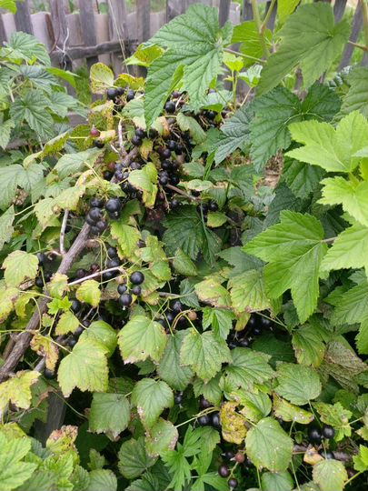 Дом 20 м² на участке 10 сот.