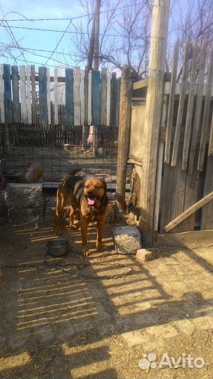 Собака в дар