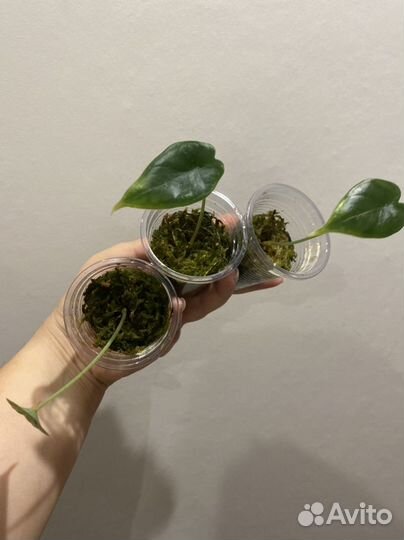 Алоказии, есть набором из 3х штук