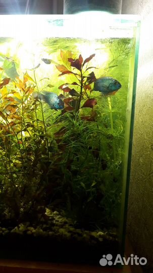 Растения для аквариума