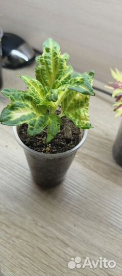 Колеусы сортовые