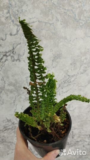 Нефролепис