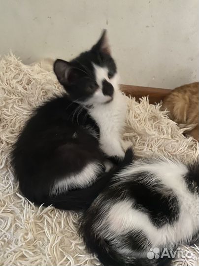 Котенок