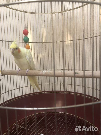 Продается попугай Корелл с клеткой, возраст 5 мес