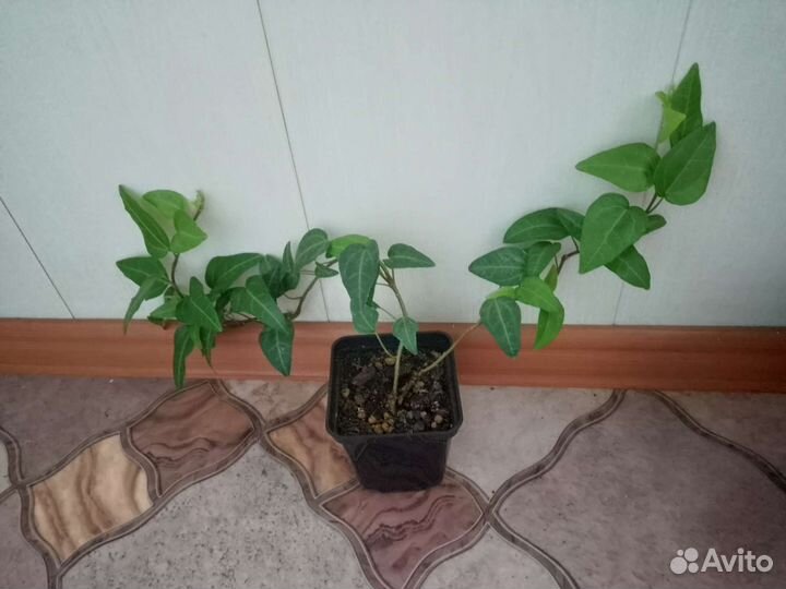 Хедера(плющ), пеперомии разные