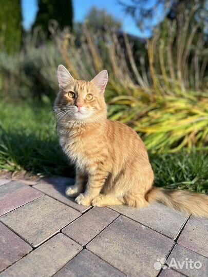 Фотосессия на iPhone / Фотоапппарат