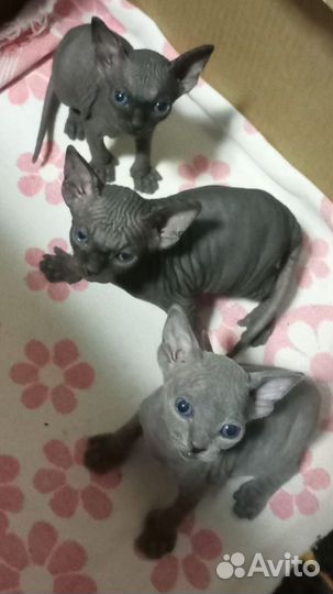 Канадский сфинкс