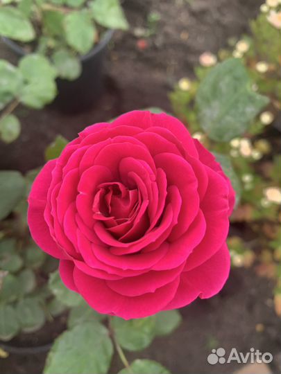 Петуния кустовая 50р -опт от 100шт