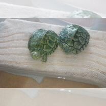 Красноухие черепахи мальчик и девочка, Гродно