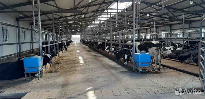 Реконструкция коровника, Строительство коровника