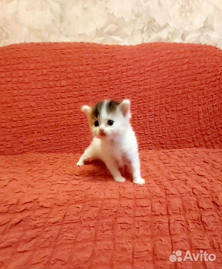 Британские котята