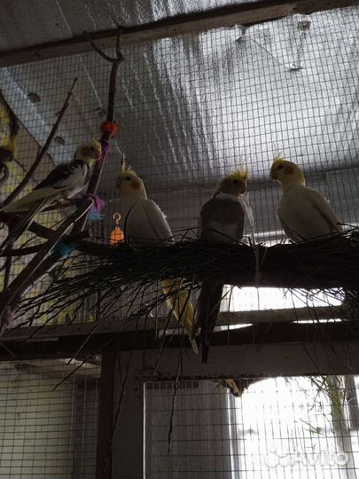 Попугай корелла птенцы