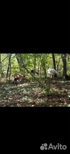 Натуральное козе молоко