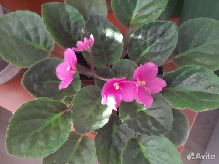 Пеларгония герань