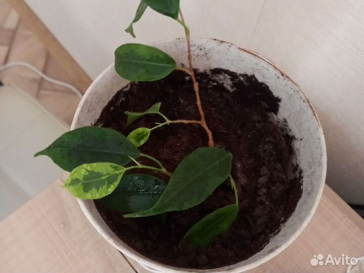 Фикус бенджамина пестролистный