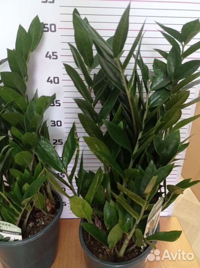 Замиокулькас