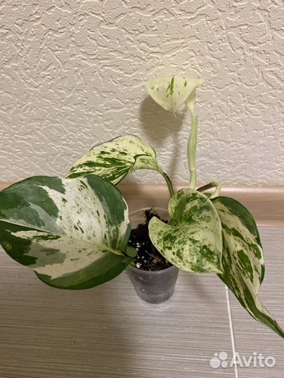 Эпипремнумы и сциндапсусы