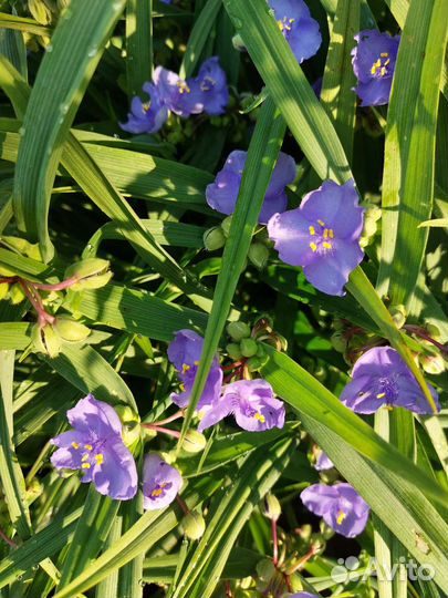 Традесканция садовая