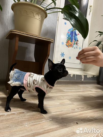 Щенки чихуахуа