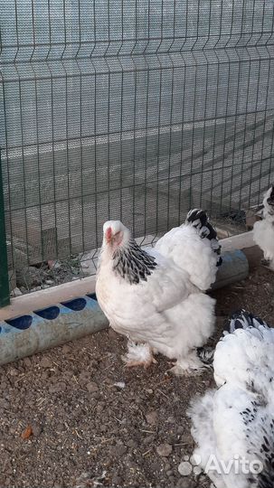 Цыплята порода Брама светлая Колумбийская