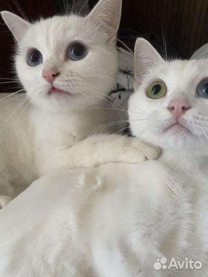 Кошка в дар