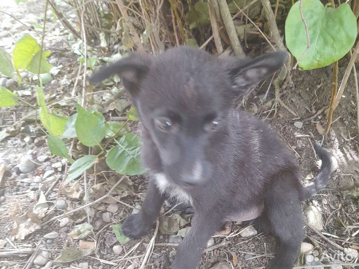 Собака в добрые руки отдам бесплатно