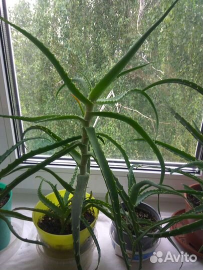 Алоэ 3 года и 8 месяцев