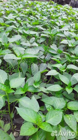 Рассада овощей