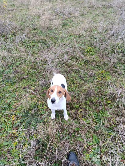 Отдам бесплатно