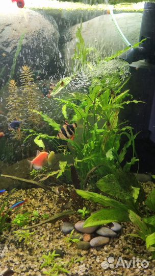 Аквариумное растение