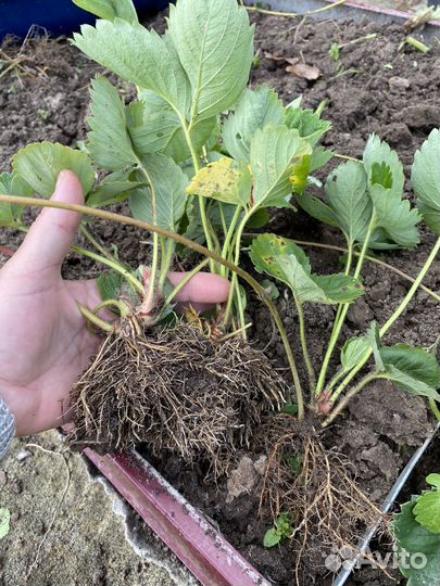 Клубника сорт Азия