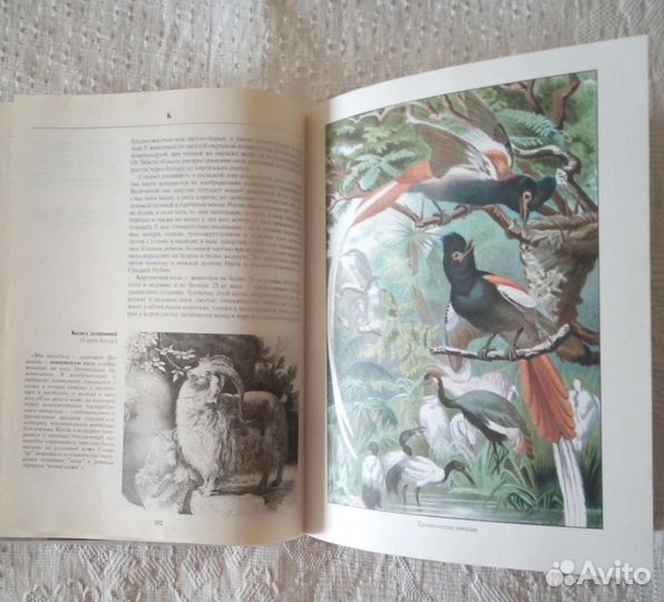 Энциклопедия жизнь животных Альфред Брем