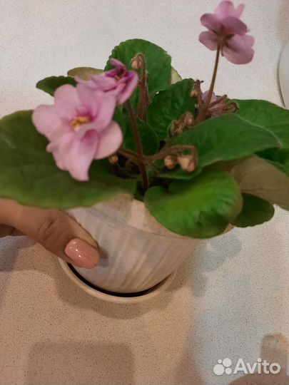 Фиалки цветущие в горшке