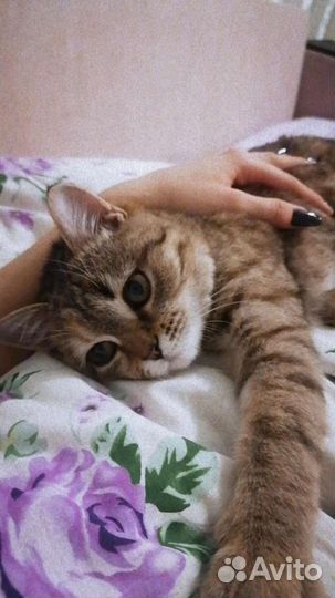 Кошка в добрые руки