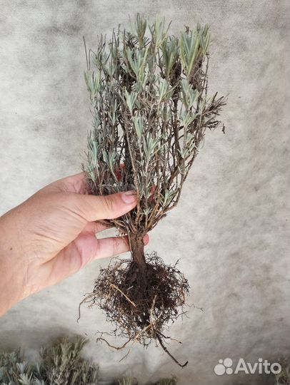 Крымская Лаванда