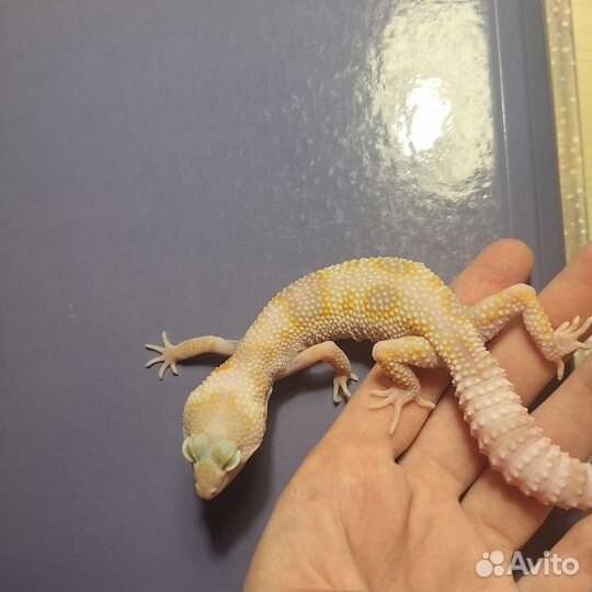 Геккон эублефар