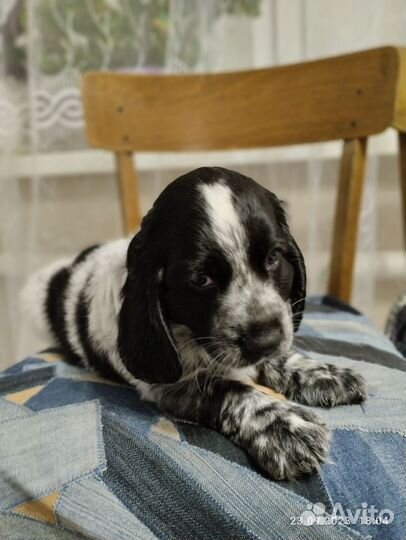 Щенок русского охотничьего спаниеля