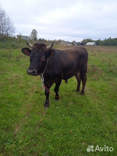 Тёлочка и Бык джерси