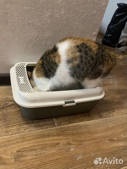 Лоток для кошек большой