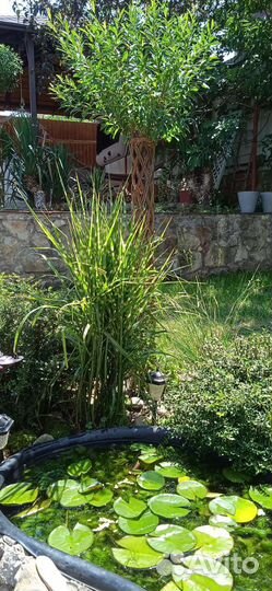 Водяная лилия