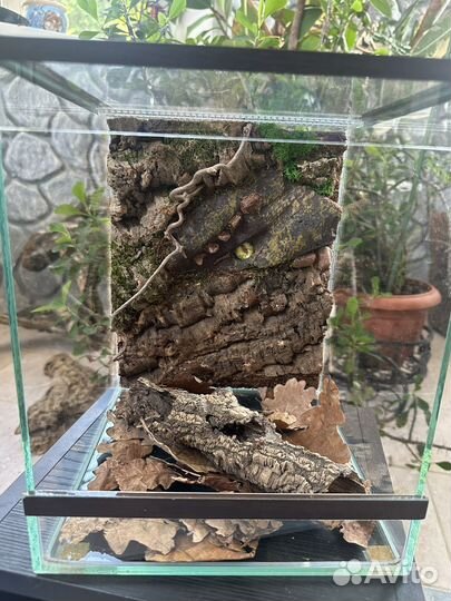 Террариум, паучатник для паука