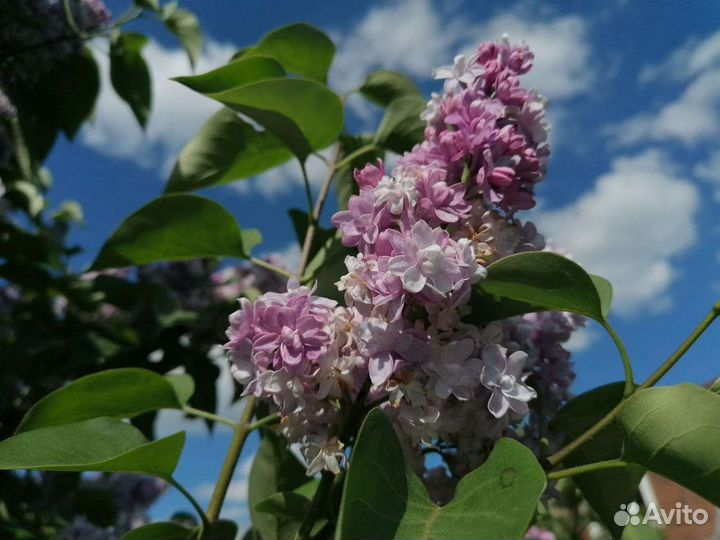 Сирень махровая