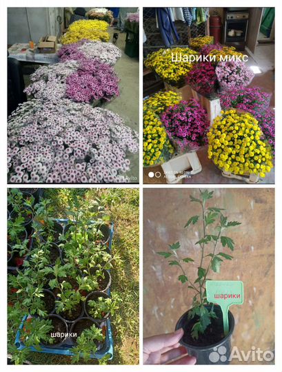 Хризантема с цветами и бутонами