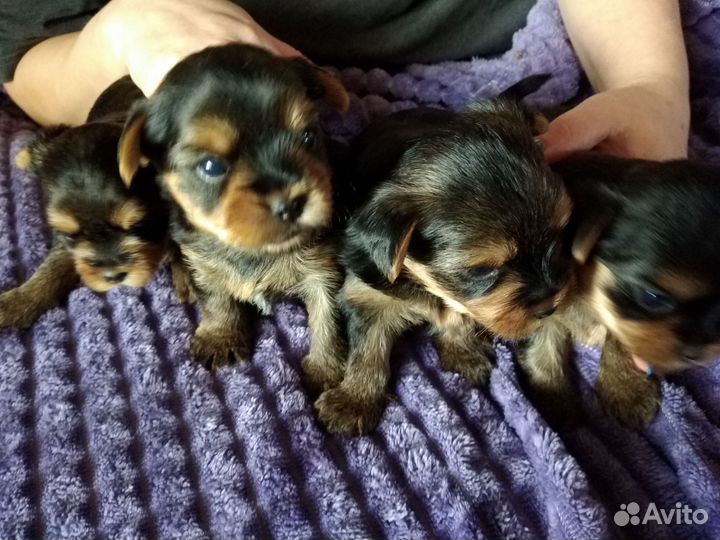 Йоркширский терьер щенки