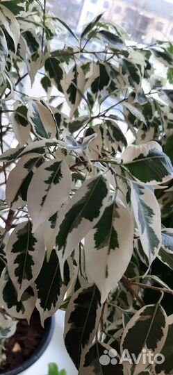 Фикус Де Гантель