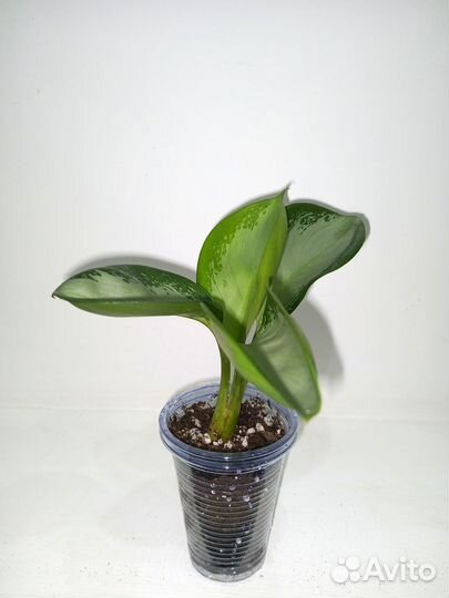 Аглаонема Thang Chang Puek