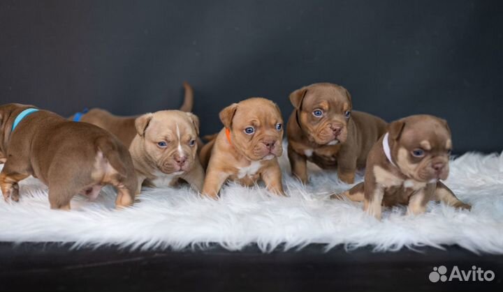 Щенки American Bully, Американский Булли